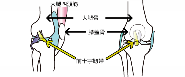 膝