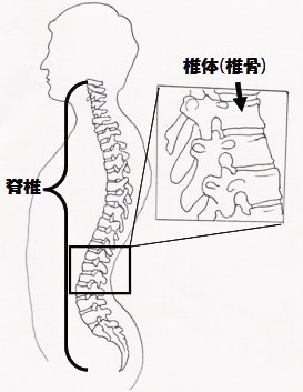 脊椎